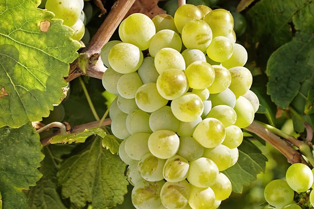 Виноград сорт голд. Рислинг лоза. Сорт винограда королева. Вердельо сорт винограда. Виноградники севастополя.