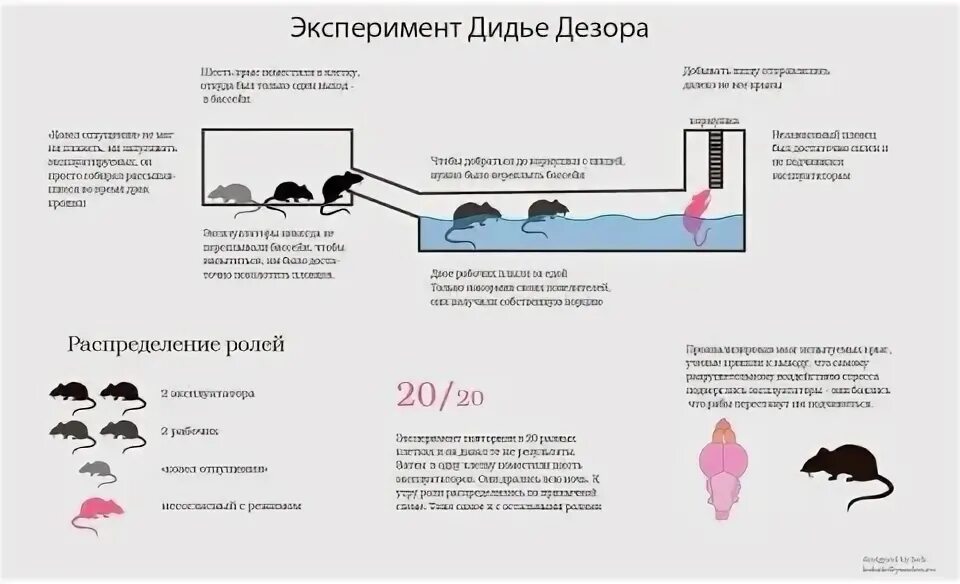 Дидье Дезор эксперимент с крысами. Эксперимент Дидье Дезора с шестью крысами. Крысы в идеальных условиях