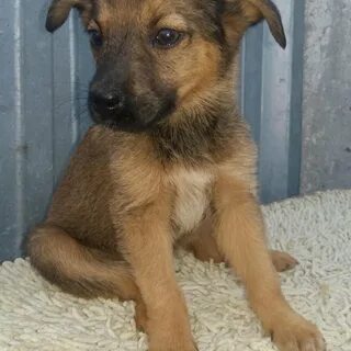 Щенок мальчик