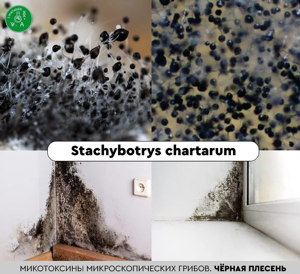 Плесень умирает. Stachybotrys chartarum плесень черная. Черная плесень аспергилл черный. Черная плесень под микроскопом. Черная плесень самая опасная.