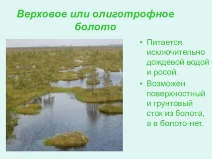 Где образуются верховые болота