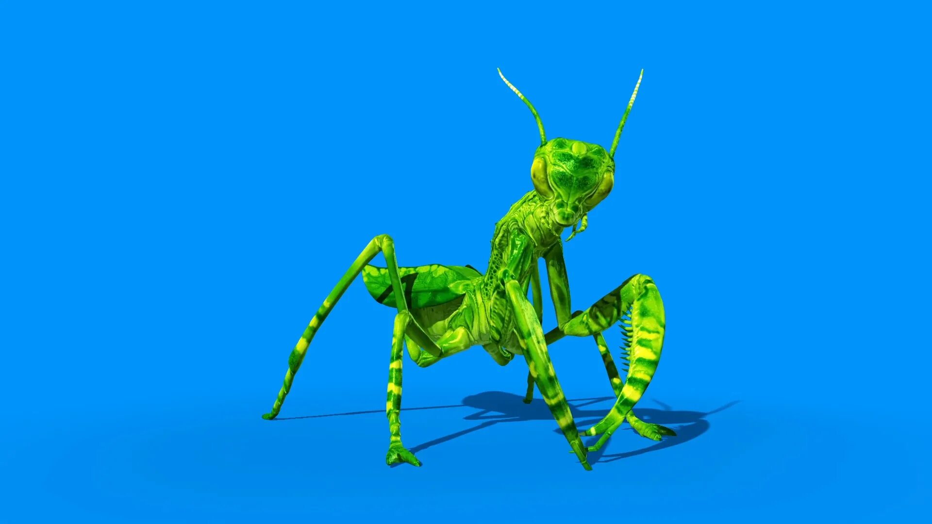 Mantis animations. Насекомые 3д. Анимация насекомые. Мантис. Богомол 3d модель.