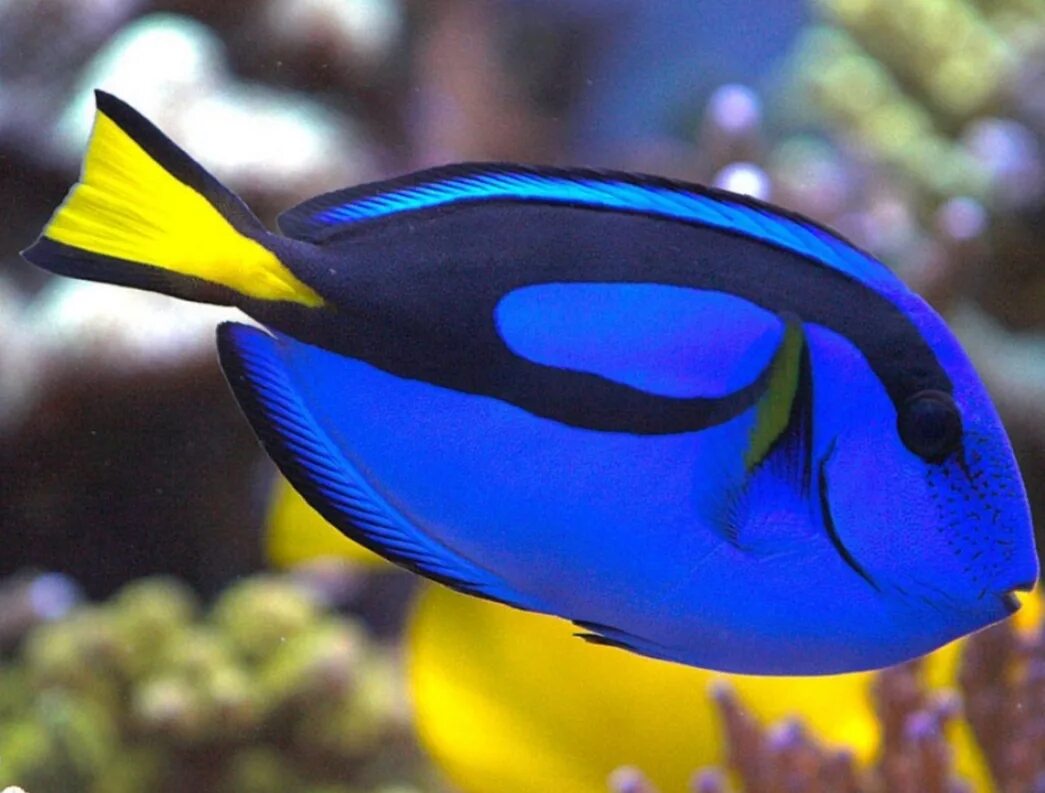 Голубой хирург (Paracanthurus hepatus). Хирург Королевский хепатус. Рыба хирург голубой Королевский. Рыбка хирург голубая дори. Большие красивые рыбы