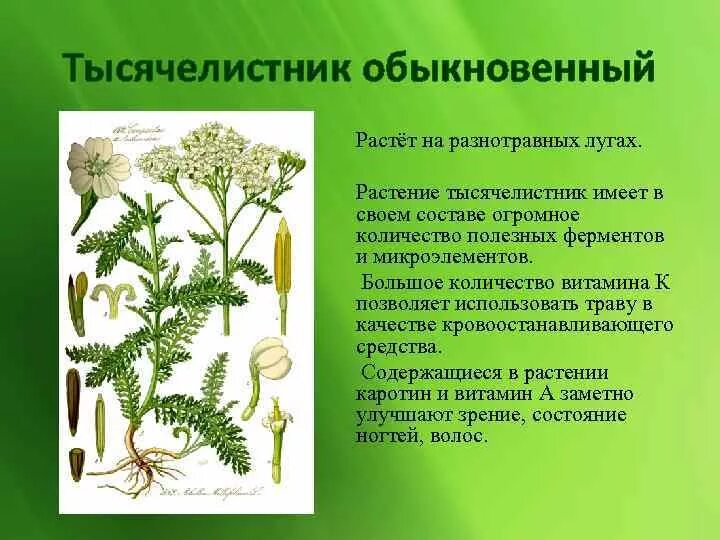 Тысячелистник обыкновенный ядовитый. Тысячелистник лекарственный. Тысячелистник травник. Тысячелистник обыкновенный лекарственные растения. Тысячелистник обыкновенный лечебные свойства