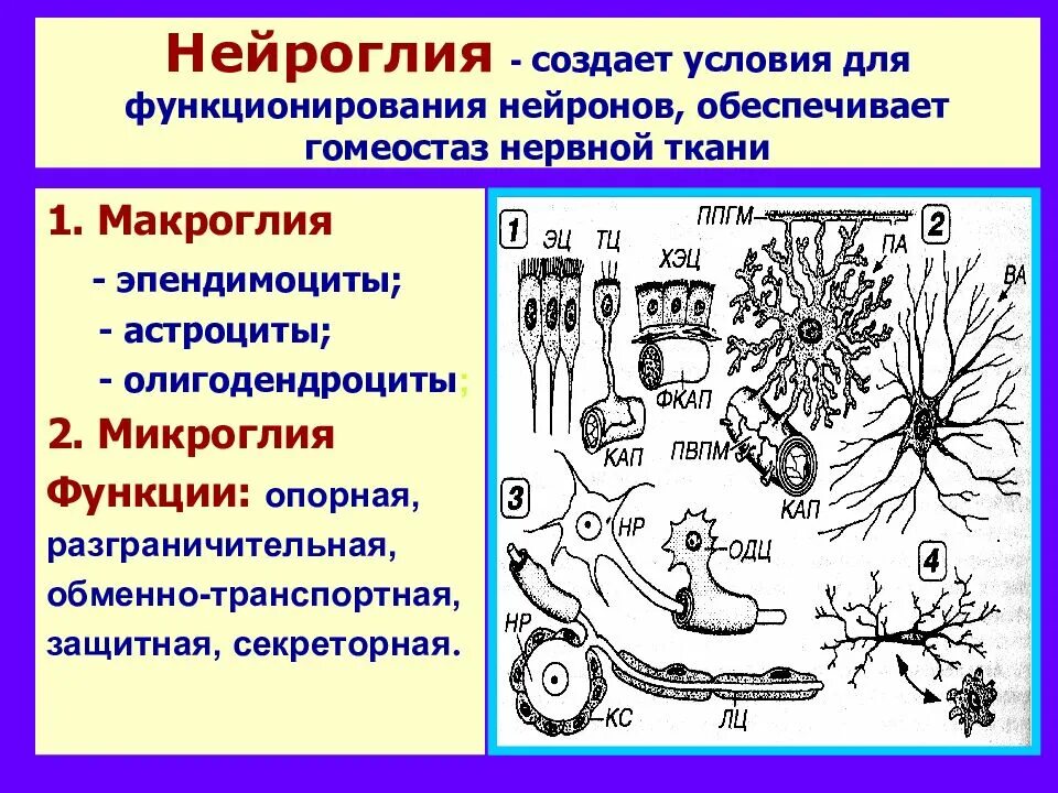 Классификация глиальных клеток схема. Нейроглия макроглия макроглия. Глиальные клетки строение. Типы глиальных клеток и их функции.