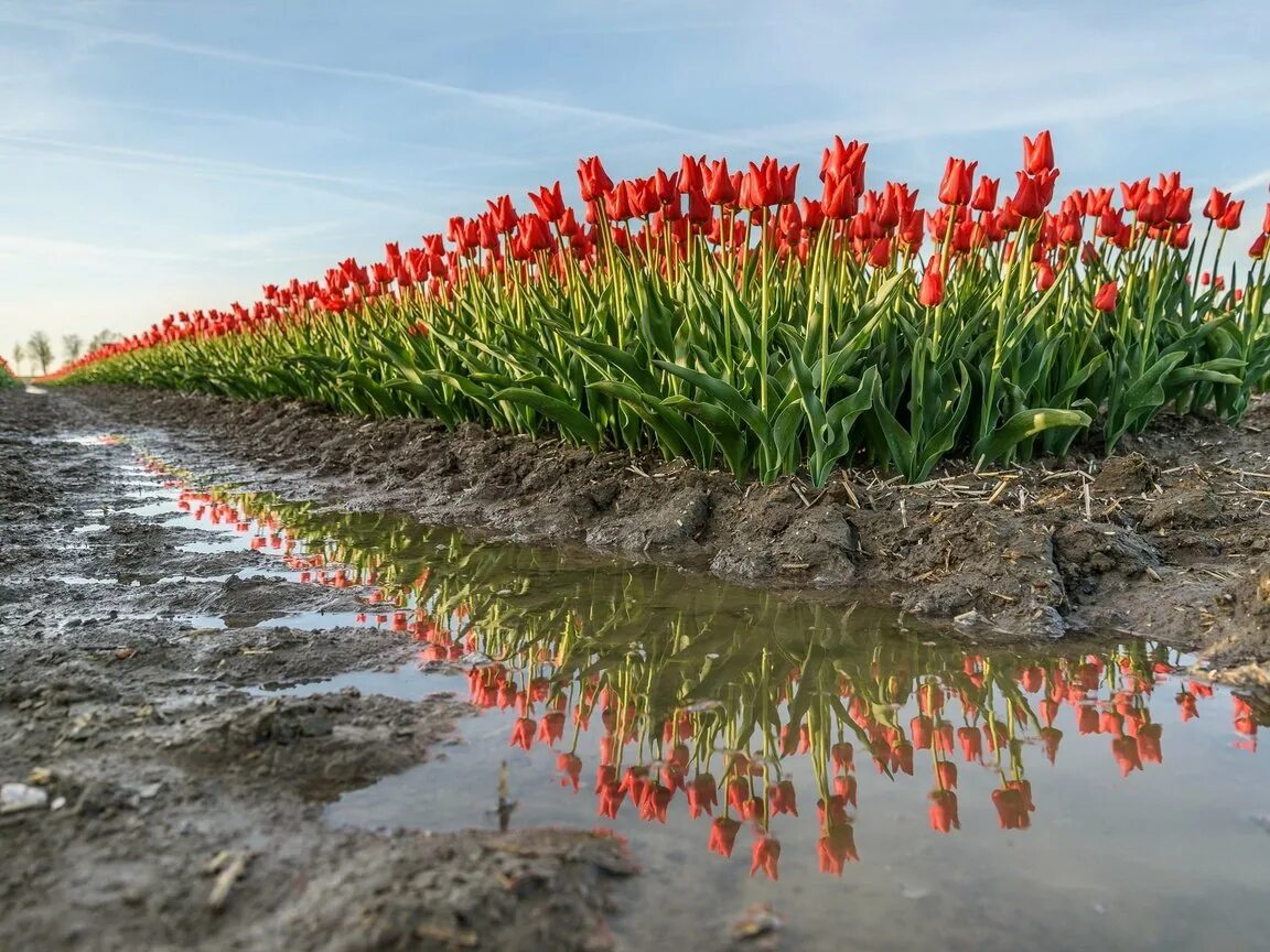 Что добавить в воду для цветов тюльпаны. Тюльпаны фото. Море тюльпанов. Тюльпаны в воде.