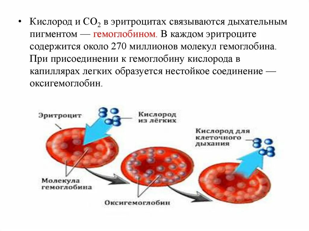 Механизм присоединения кислорода к гемоглобину. Перенос кислорода эритроцитами. Соединение гемоглобина с кислородом схема. Эритроциты схема.