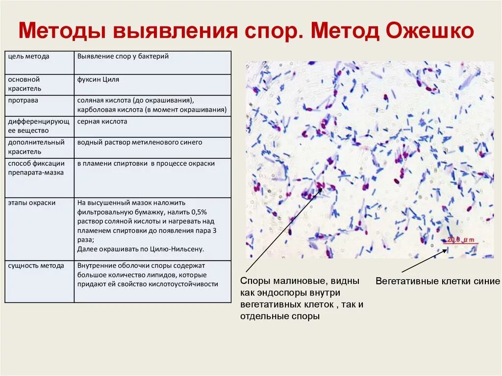 При резких изменениях температуры бактериальная клетка образует. Метод окраски Ожешко. Метод окраски спор бактерий Ожешко. Методы окраски бактериальной клетки Ожешко. Окраска по методу Ожешко клостридии.