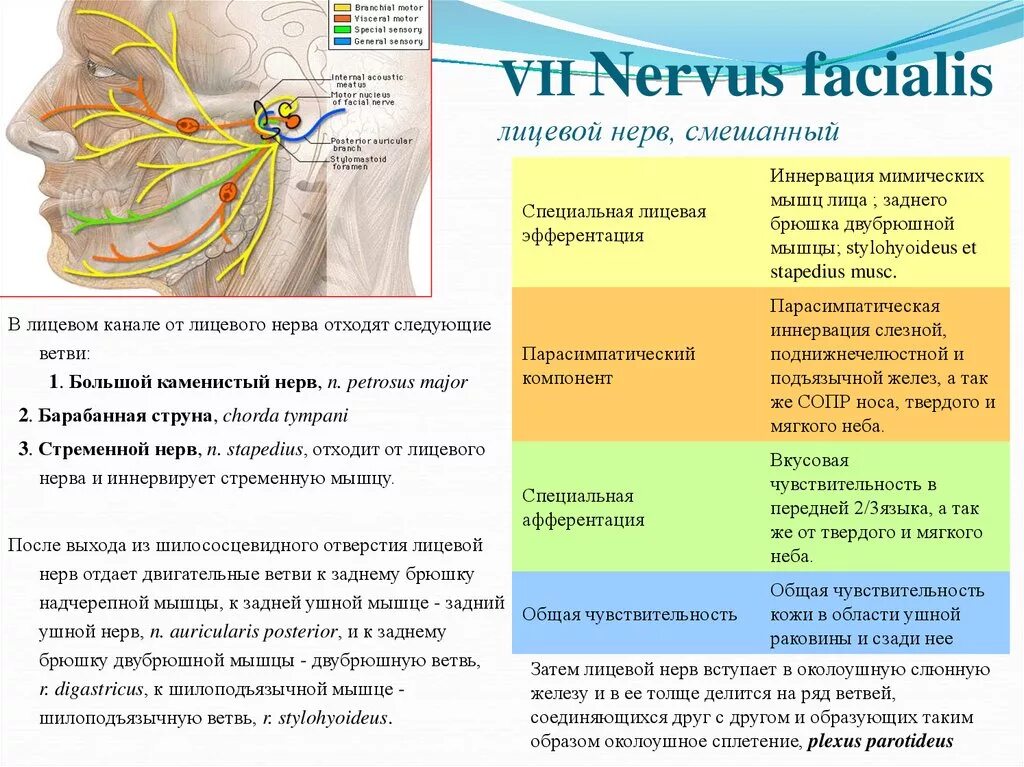 Зоны иннервации лицевого нерва. Нерв барабанная струна иннервирует. Двигательная иннервация лицевого нерва. Лицевой нерв иннервация таблица.