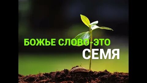 Слово семена