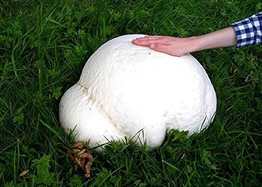 Дождевик съедобный Cogumelos, Fotos