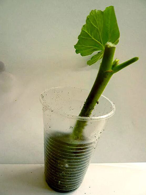 Каллус на черенке розы. Стеблевые черенки вегетативное размножение. Размножение шелковицы одревесневшими черенками. Вегетативное размножение черенкование. Черенок стебля.