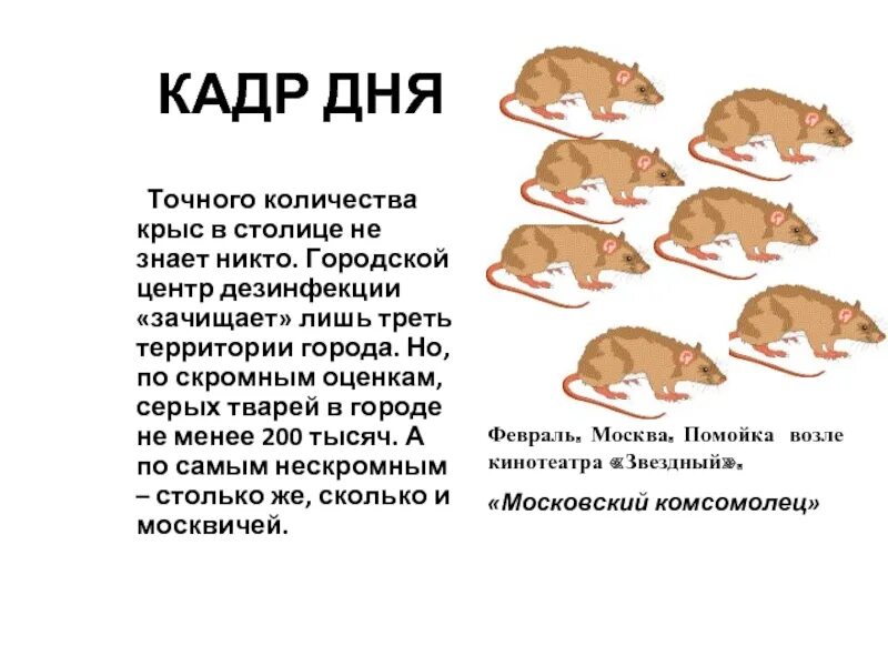 Серой крысы численность. Сколько крыс получается. Количество крыс на человека. Серая крыса строение