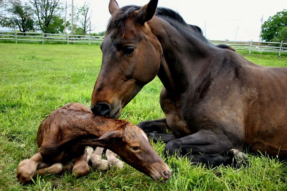 Жеребята Близнецы. Молодняк лошадей. Mare and foal. Двойня жеребят.