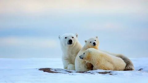 Co ours
