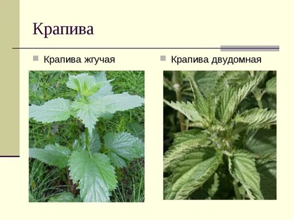 Крапива двудомная и однодомная. Крапива жгучая и двудомная. Жилкование крапивы двудомной. Крапива двудомная и крапива жгучая.