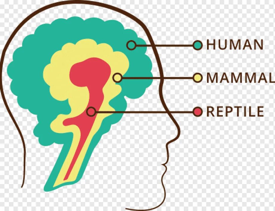 Рептильный мозг лимбический мозг и неокортекс. Триединый мозг пол Маклин. Модель Триединого мозга пола Маклина. Рептильный лимбический неокортекс 3 части. Рептильный мозг неокортекс