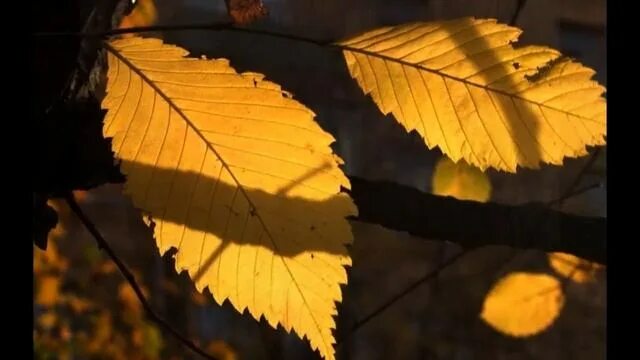 Вяз, или берест (лат. Ulmus)