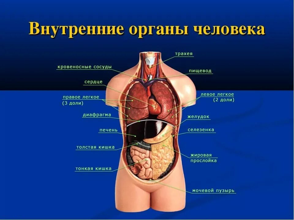 Вид внутренних органов. Расположение внутренних органов человека в брюшной полости. Схема строения тела человека с внутренними органами. Анатомия человека внутренние органы женщины расположение. Атлас человеческого тела внутренние органы.