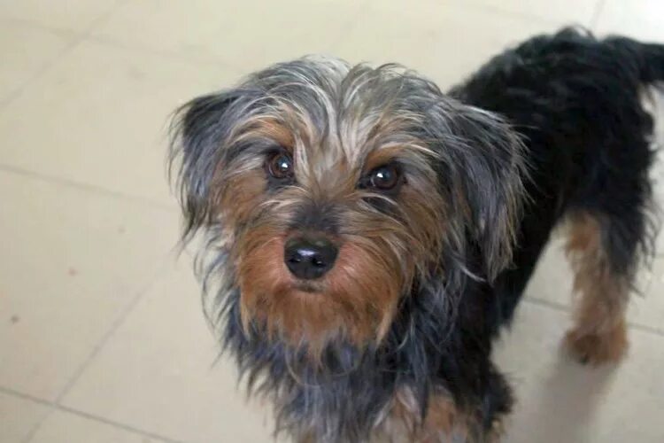 Такса йорк. Такса йоркширский терьер. Кроличья такса метис. Такса йорк. Йоркширский терьер помесь с таксой.