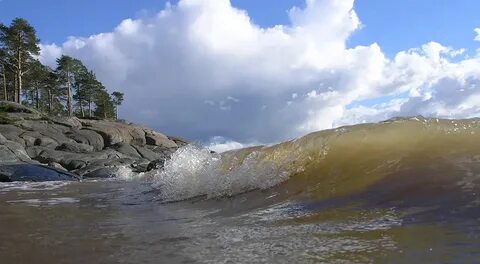 Синяя птица море белое море черное
