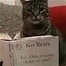 Витек коты. Катейка. Кот витек. Кот витек. Витек коты.