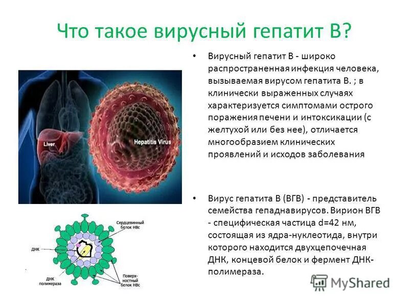 Лабораторная работа по биологии спид и гепатит. Вирусные гепатиты. Вирусы вызывающие гепатит. Вирус гепатита б. Вирусный гепатит а клинические проявления.