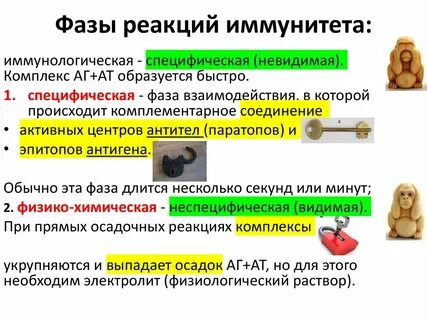 Фаза реакции