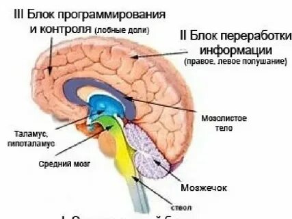 Н мозговой