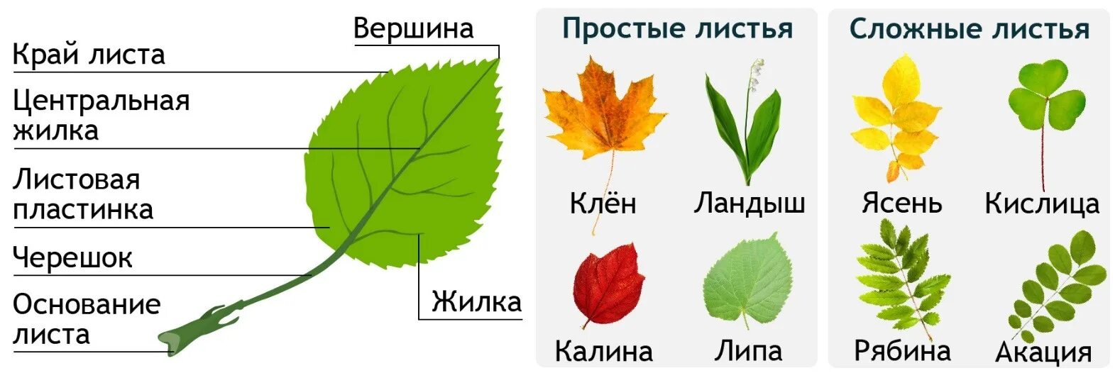 Биология 6 класс функция листьев. Строение устьица листа. расположение устьиц на листе. строение цветка. функции листьев.