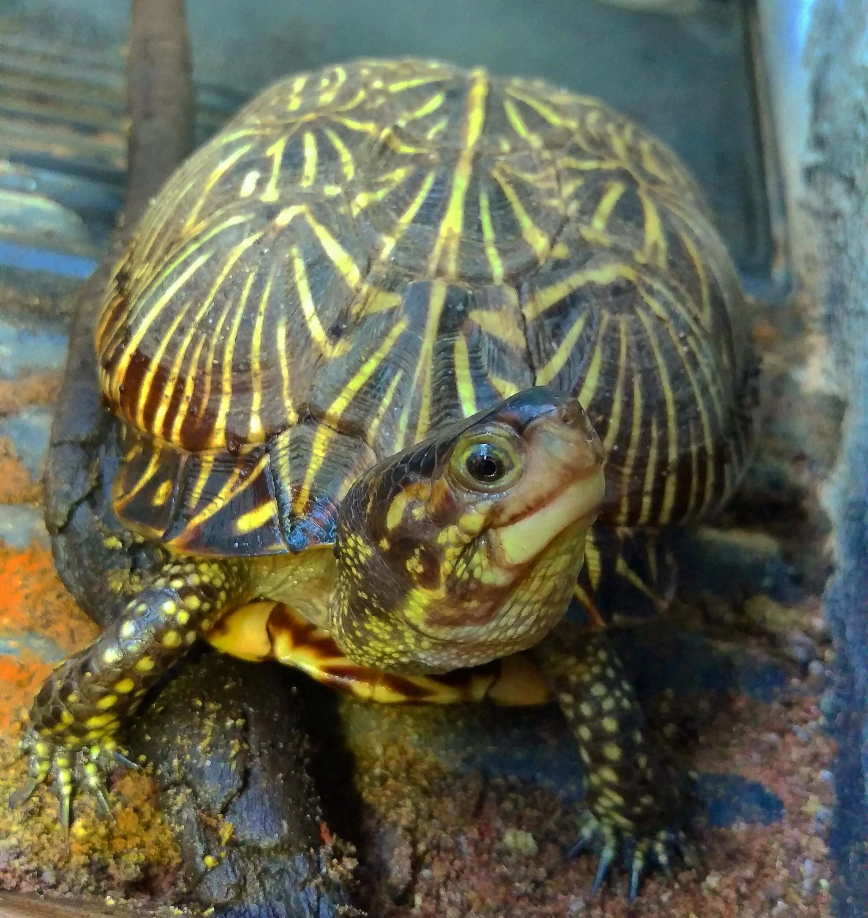 Какие черепахи относятся к морским. Красноухая черепаха земноводная. Красноухая Болотная черепаха. Черепаха водоплавающая. Бугорчатая черепаха.