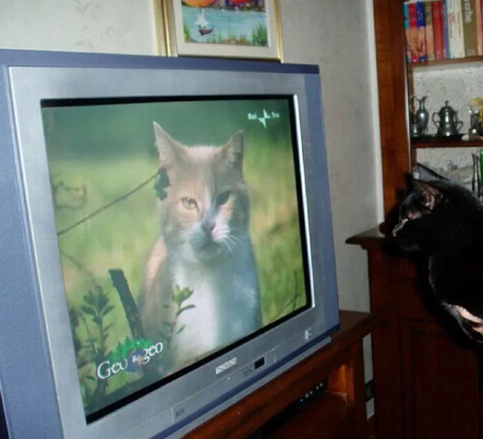 Включи на телевизоре животных. Домашние животные телевизор. Кошачье Телевидение. Животные и ТВ. Котейка ТВ домашние животные.