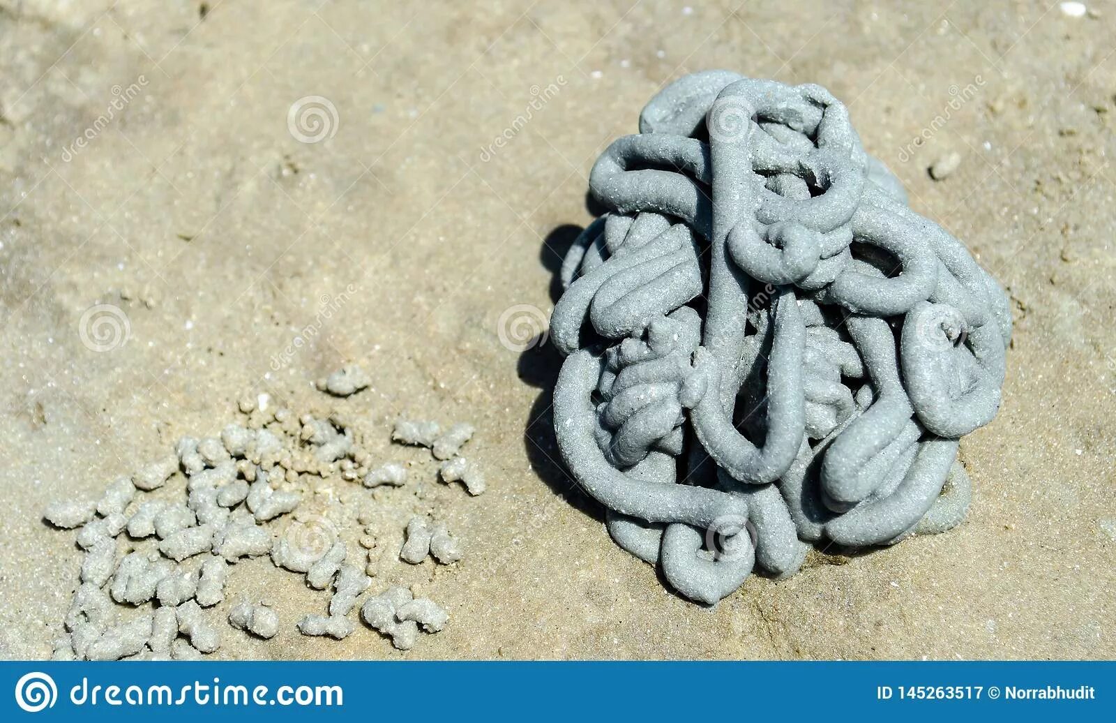 Черви в песке. Песочные черви на пляже. Песочный червь на пляже.
