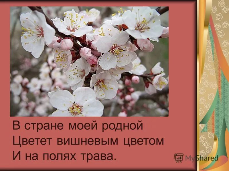 расцвела под окошком белоснежная вишня. цветы орук. цветение вишни дубоссары. цветение вишни краснодарский край. тексты цветет вишня.