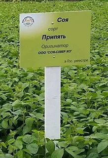 Сорта сои характеристика