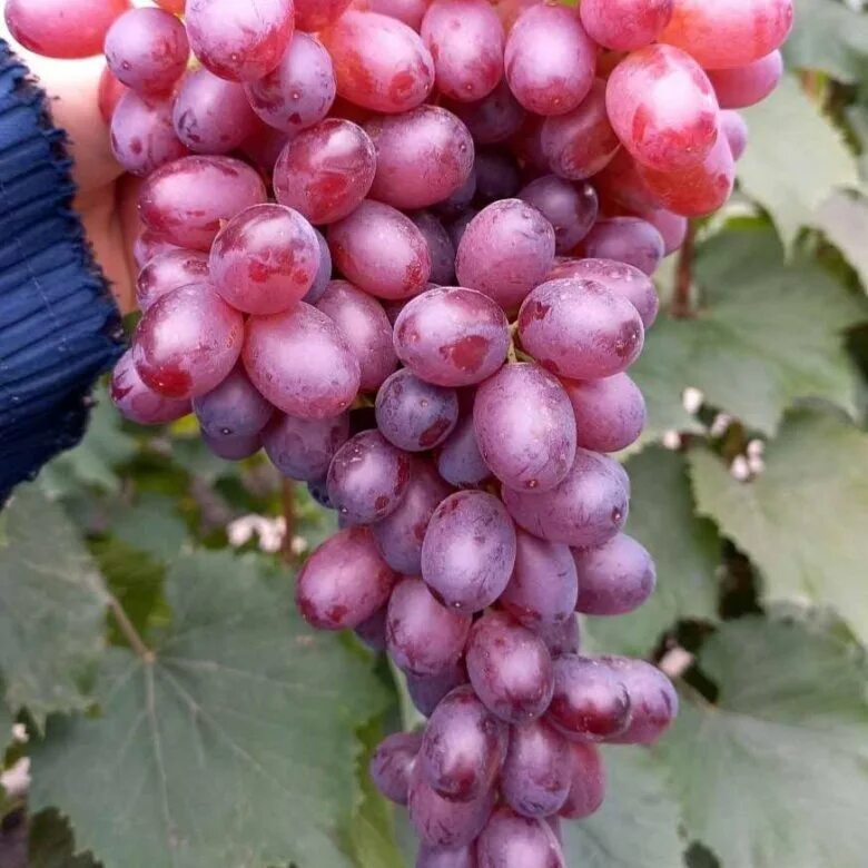 сорт винограда алиса. виноград алиса садовита. виноград очень ранний алиса. виноград очень ранний алиса. виноград алиса описание сорта отзывы.