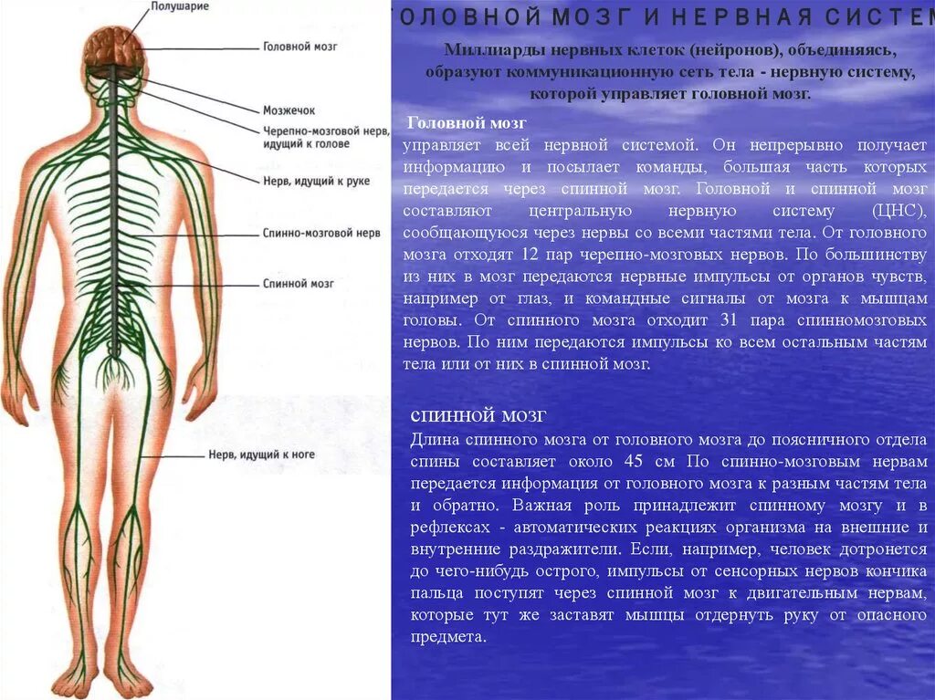 Головной и спинной мозг имеет. Нервная система. Нервная система человека. Головной и спинной мозг нервы. Нервная система головной и спинной мозг.