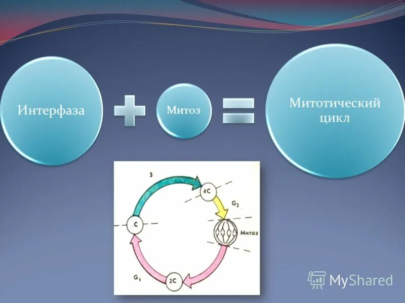 Фазы митоза рисунки. Стадии. Подготовка к митозу. Характеристика периодов и фаз митотического цикла. Основные этапы жизненного цикла специализированных клеток.