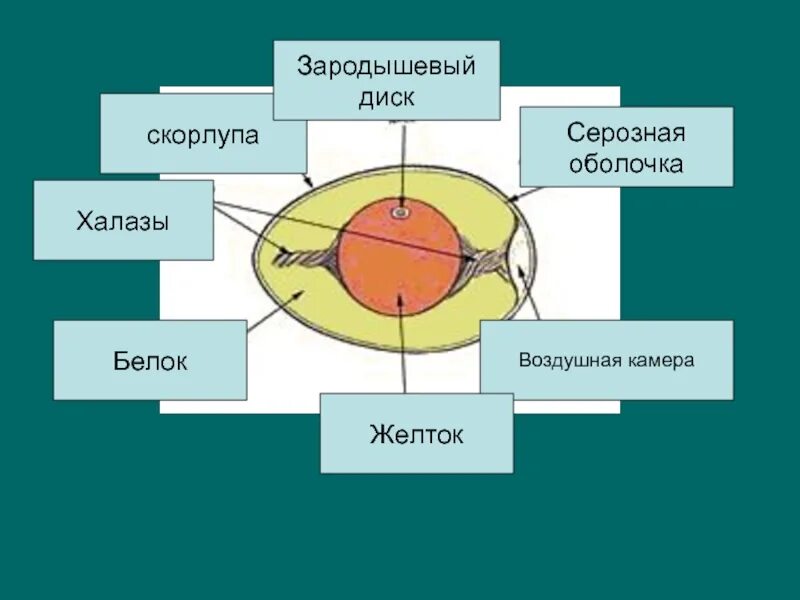 Биология 7 класс жизненный цикл птиц. Зародышевый диск желток воздушная камера. Зародышевый диск халазы. Халазы белок скорлупа. Халазы это в биологии.