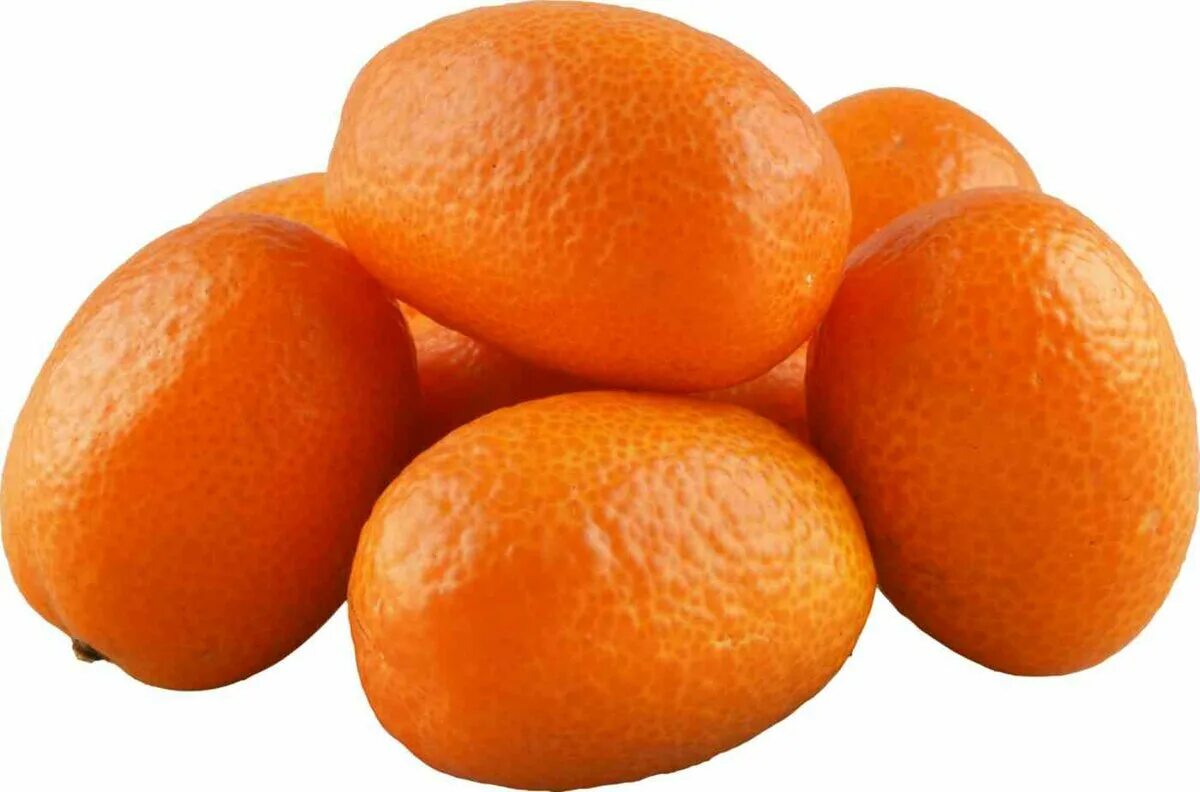 маленькие лимончики кумкват. маленький цитрус кумкват. кумкват - kumquat d20 h65. фрукт цитрус кумкват. кинкан кумкват.