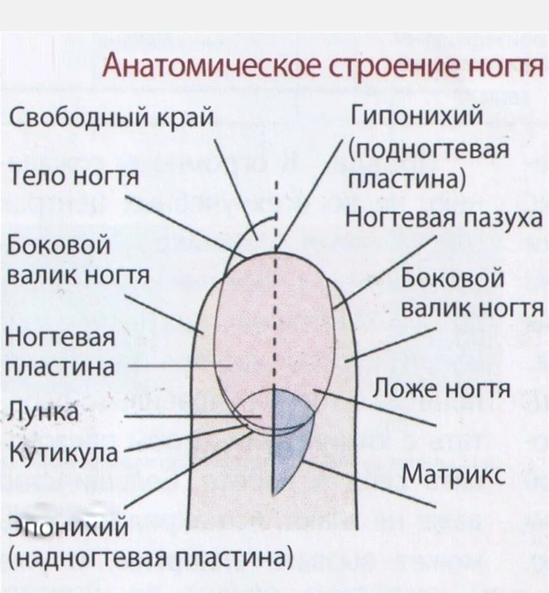 Ногтевая структура. Строение ногтя и ногтевой пластины схема. Строение ногтя птеригий. Анатомическое строение ногтей физиология ногтей. Строение ногтя, слои ногтевой пластинки.