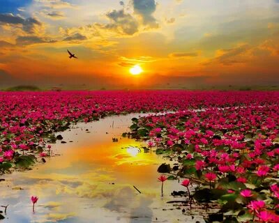 Fondo de pantalla para celular: Flores, Sol, Loto, Flor, Flor Rosa, Atardec...