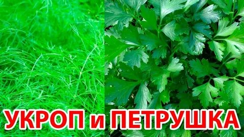 Арбуз и петрушка