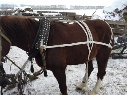 Авито сбруя