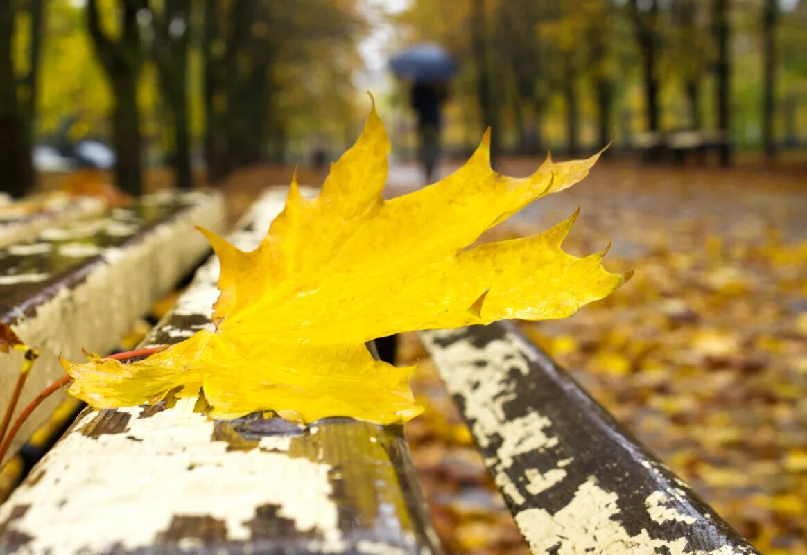 ливни листопады (фейгин клип. ливни листопады песня. ливни листопады песня. осень листопад. осенний листопад дождливая.