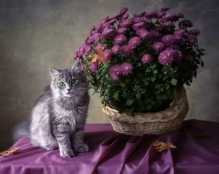 Серию кошечек