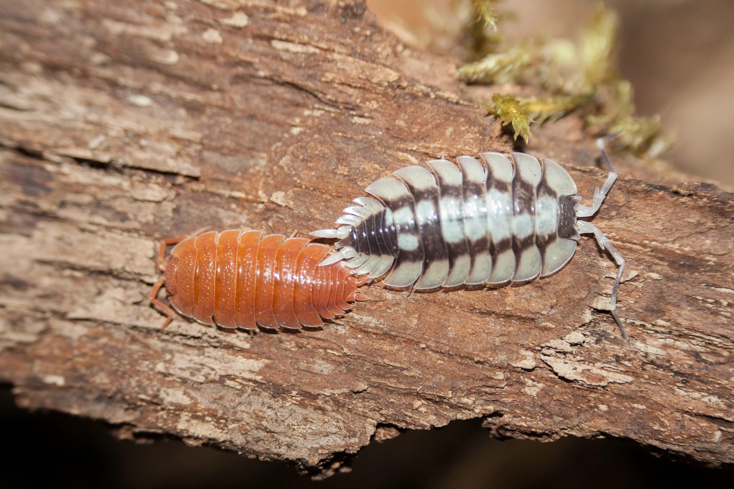 Porcellio expansus. Porcellio expansus мокрица. Мокрица Жук личинки. Мокрицы Porcellio laevis Orange.