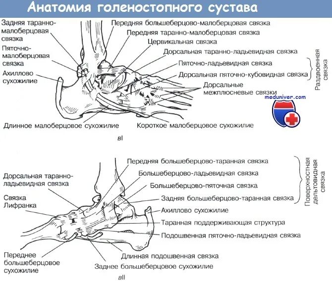 Описание голеностопного сустава. Дельтовидная связка голеностопного сустава анатомия. Задняя таранно-малоберцовая связка анатомия. Медиальная связка голеностопного сустава анатомия. Наружные связки голеностопного сустава анатомия.