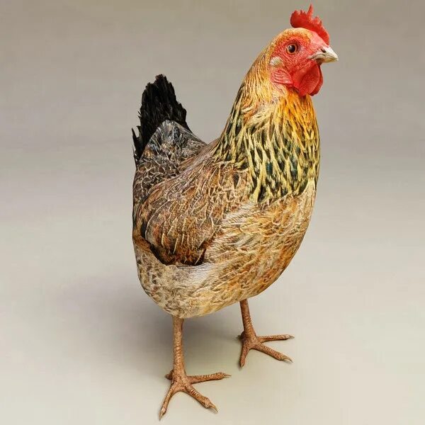 Chicken 3.8 01. Курица 3д. Курица модель. Курочка 3 д модель. 3 Курицы.