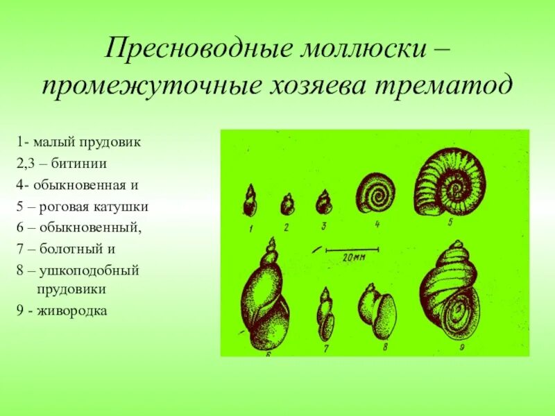Цикл развития эхинококка. Жизненные циклы ленточного червя эхинококка. Цик развития эхинококкоз. Промежуточными хозяевами гельминтов является. Гельминтология (гельминты, паразиты.